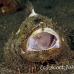 scorpionfish_flasher_kbrja1_h_0061_sul2790.jpg